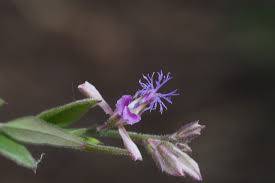Image result for Polygala persicariifolia