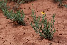 Image result for Oxyanthus biflorus