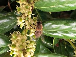 Honey bee flowers best flowers for bees amazing flowers sage plant light purple flowers early spring flowers identify plant blossom garden sunflower let us show you how to create a bee friendly garden using the best flowers for honey bees. Bee Removal Dfw Metroplex Honey Bee Rescue