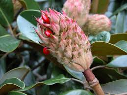Image result for Magnoliaceae