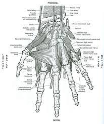Parents may receive compensation when you click through and purchase from links contained on this website. Pin By Biblioteca Universitaria De Oz On Ilustrar Conocimiento Anatomy Coloring Book Coloring Pages Anatomy Images