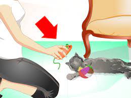 How tall can cats jump when they are young? How To Train A Cat Not To Jump On Your Furniture 9 Steps
