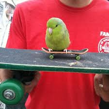 Its A Bird On A Board On A Board Xd Kaykay Hayvanlar Evcil Hayvanlar