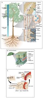 What happens if we lose oxygen for 10 minutes? Water Uptake And Transport In Vascular Plants Learn Science At Scitable