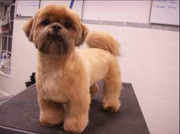 Check spelling or type a new query. Pin On Furbabies