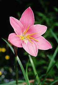 Image result for Zephyranthes minuta
