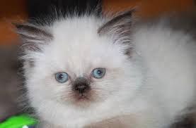 Find himalayan kittens for sale on pets4you.com. Adorable Persian Himalayan Kittens For Sale In Los Angeles California Classified Americanlisted Com