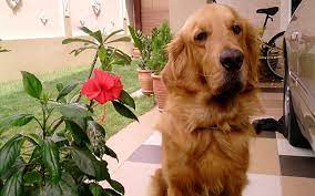 Check spelling or type a new query. Whisky The Golden Retriever With A Penchant For Gardening Free Malaysia Today Fmt