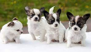 Nombres Para Perros Chihuahua Originales Te Encantaran Petdarling Nombres Para Perros Chihuahua Perros Chihuahua Perros Cachorros