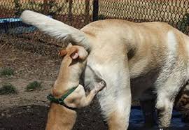 Сама себе лижет соски (58 фото) - картинки sobakovod.club