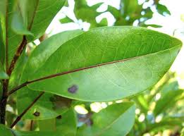 Image result for Apodytes dimidiata