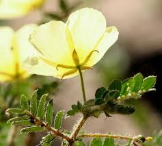 Image result for Tribulus zeyheri