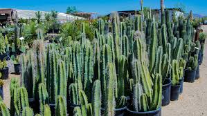 Buy cacti for sale cactus for sale, best prices buy exotic. Desert Tree Plant Nursery Phoenix Desert Foothills Gardens Inc