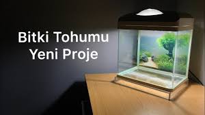 Akvaryum Bitkisi Tohumdan Cimlendirme Carpet Seeds Youtube
