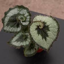 Image result for Begonia