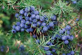 Contextual translation of wacholderbeeren into english. Herstellung Von Der Wacholderbeere Zum Gin Falstaff