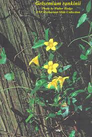 Image result for Gelsemiaceae