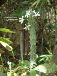 Image result for Lankesteria