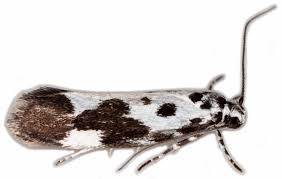 Image result for Ethmia dodecea