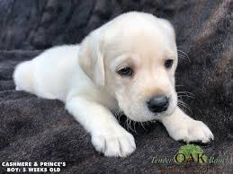 White english labrador retriever puppies for sale now. Labrador Puppies In Southern California