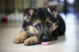 Maybe you would like to learn more about one of these? Baby German Shepherd Wallpapers Top Free Baby German Shepherd Backgrounds Wallpaperaccess