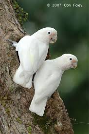 Cutie Cockatoos Pet Birds Beautiful Birds Animals Beautiful