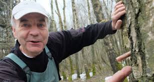 Cette boisson végétale comporte de nombreux bienfaits… Luxembourg De La Seve De Bouleau Fraiche Et Locale Le Quotidien