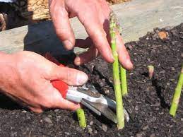 We did not find results for: How To Grow Asparagus How Tos Diy