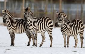 Manufacturing details wherever you go, travel in style with our refined black zebra aluminum suitcase. There Is A New Theory On Why Zebras Have Black And White Stripes The Irish News