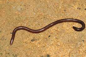 Indotyphlops Braminus Wikipedia