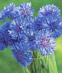 Cornflower Mix Heirloom Medicinal Herb Seeds Etsy Annual Flowers Herb Seeds Long Stem Flowers
