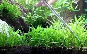 Aquarium air tawar adalah sarana rekreasi yang menyajikan peragaan koleksinya bertemakan 'indonesia dan dunia air tawar'. Aneka Tanaman Hias Air Tawar Untuk Mempercantik Aquarium Tanaman Hias