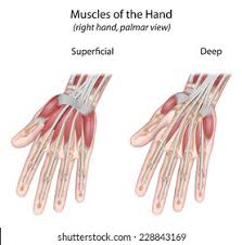 There are two types of cartilaginous joints: Muscles Hand Palmar View Unlabeled Stock Illustration 228843169