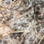 Image result for Eragrostis cylindriflora