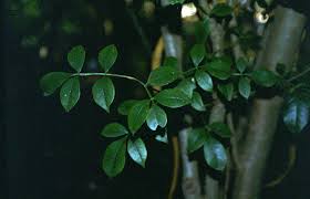 Image result for Schrebera