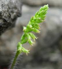 Image result for Holothrix villosa