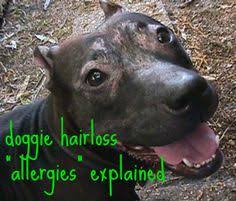 If you suspect that your dog is suffering from food allergies as the cause of his hair loss, you might want to switch to a limited ingredient diet. 7 Dog Hair Loss And Allergies Pix Ideas Canine Allergies Dog Hair Loss Dog Allergies
