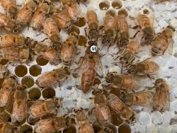 Image result for Queen bee