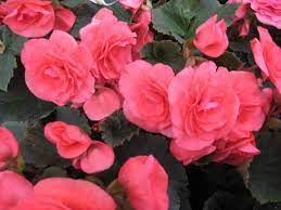 Also there are hybrids within these groups. 10 Varieties Of Begonias For Gardens And Containers