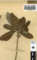 Image result for Napoleonaea gossweileri