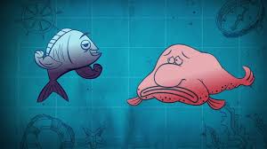 The blobfish (psychrolutes marcidus) is a fish that lives in the abyss, in the family of psychrolutidae. Five Facts About Fish From The Five New I M A Fish Episodes Curious World