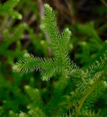 Image result for Lycopodiella cernua