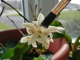 In addition, it promotes a varied and nutritious diet at a lower cost by reducing food expenditures more than the costs associated with growing the vegetables. Simple Ways To Pollinate Indoor Plants The Practical Planter