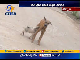 98 ($12.98/count) get it as soon as wed, feb 3. Video Dog Give Milk To Baby Pig Kurnool