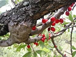 Image result for Tapinanthus dependens