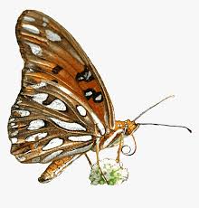 See more ideas about butterfly gif, butterfly, beautiful butterflies. Free Butterfly Animated Clipart Transparent Background Animated Butterfly Gif Transparent Hd Png Download Transparent Png Image Pngitem