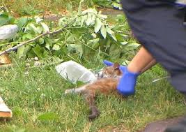 Maybe you would like to learn more about one of these? Cat And Dog Rescued From House Fire On Glasser Street