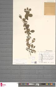 Image result for Helichrysum sulfureofuscum