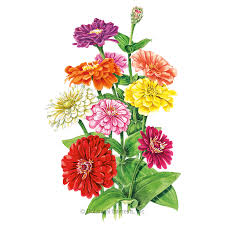 Zinnia elegans are one of my very favourite families for cutting, with a long picking season and excellent vase life. Benary S Giant Blend Zinnia Seeds Flowers Botanical Interests