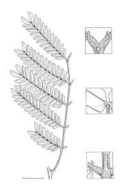 Image result for Cathormion